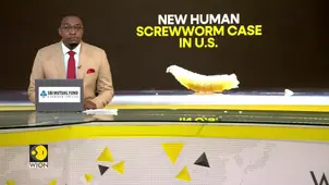 Human Case Of Screwworm Infestation In Maryland Resident Infected After Guatemala Trip 