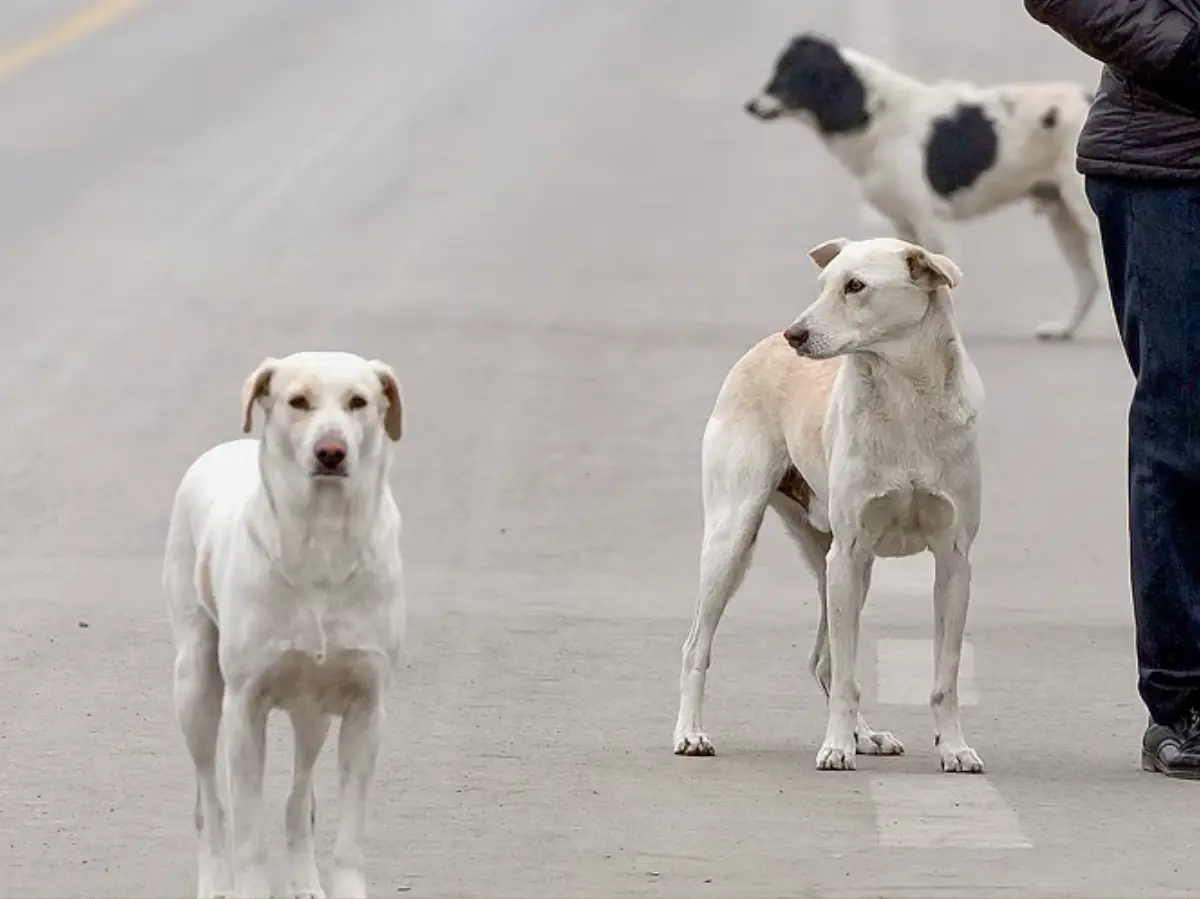 Even before SC street dog ruling, THIS Delhi NCR location used microchips and other tech for welfare of strays Even before SC street dog ruling, THIS Delhi NCR location used microchips and other tech for welfare of strays