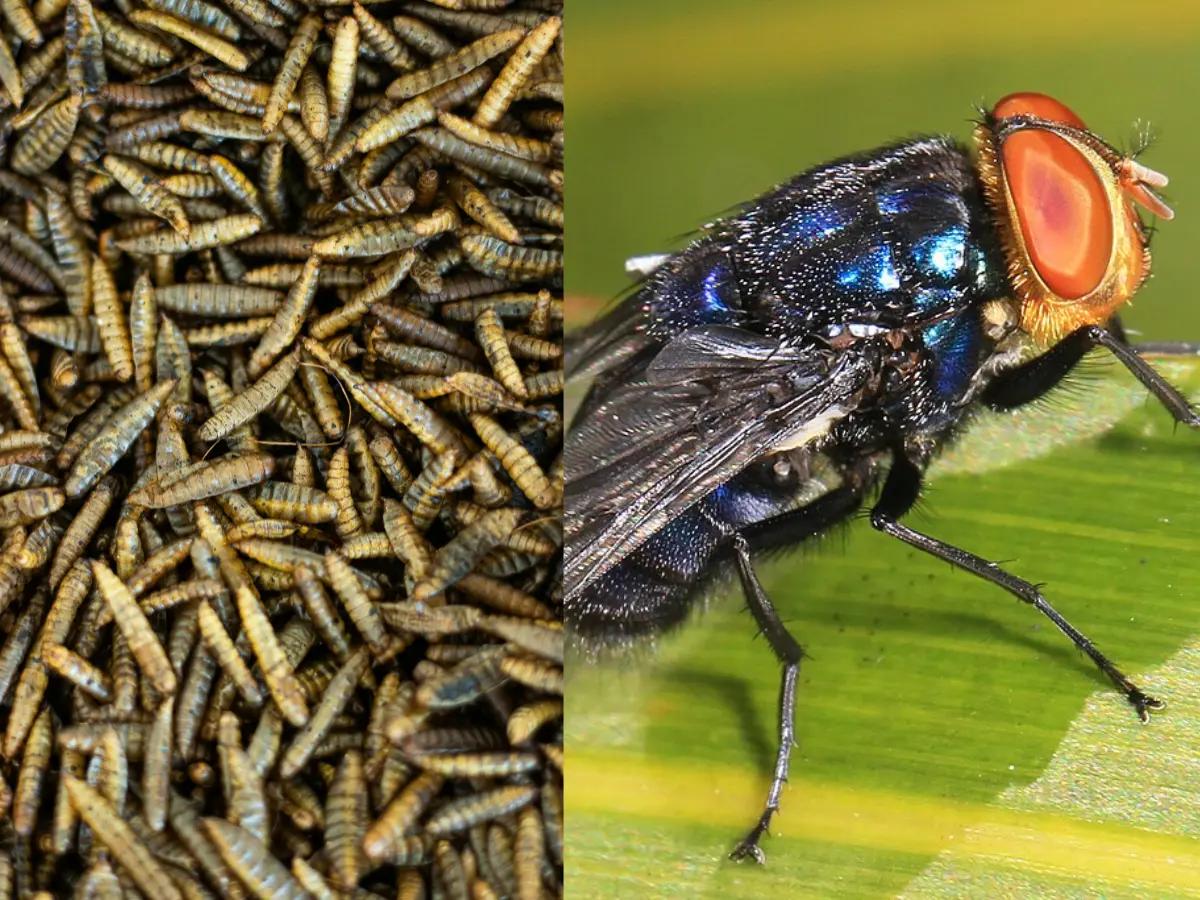 Deadly parasite returns to US after 60 years: Can screwworms infect humans and are they contagious? Deadly parasite returns to US after 60 years: Can screwworms infect humans and are they contagious?