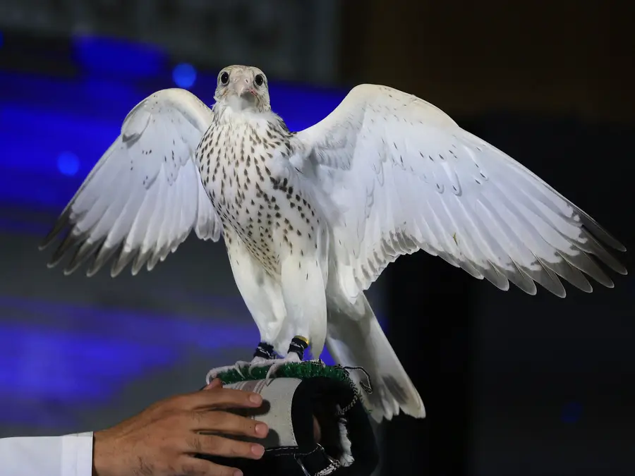 Falcon for nearly $320k? Saudi Arabia auction draws competitive bidding from across the world