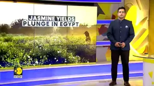 Egypt: Jasmine Fields Struggle to Survive Amid Scorching Heat