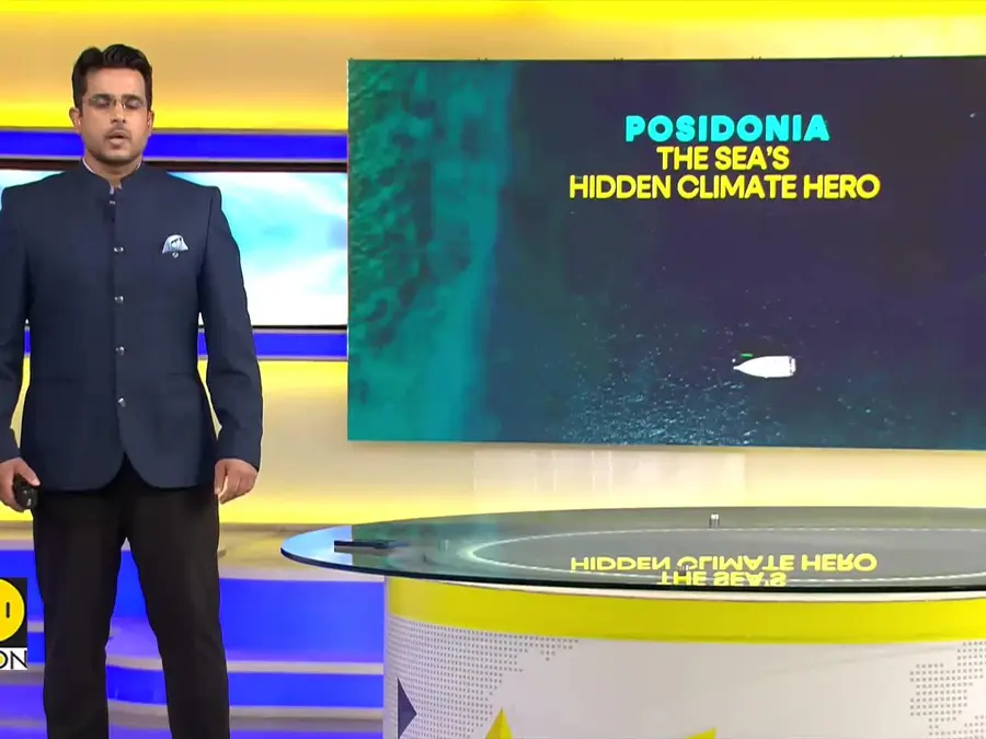 Restoring Posidonia: Oceans’ Best Defense Against Climate Change