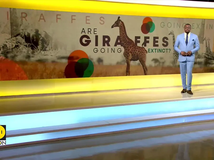 How New Giraffe Classifications Will Help Critically Endangered Giraffes