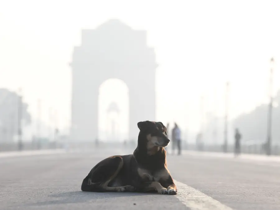 'If you invade their space, they will attack': Supreme Court weighs in on stray dog safety concerns, calls for more empathy in treatment