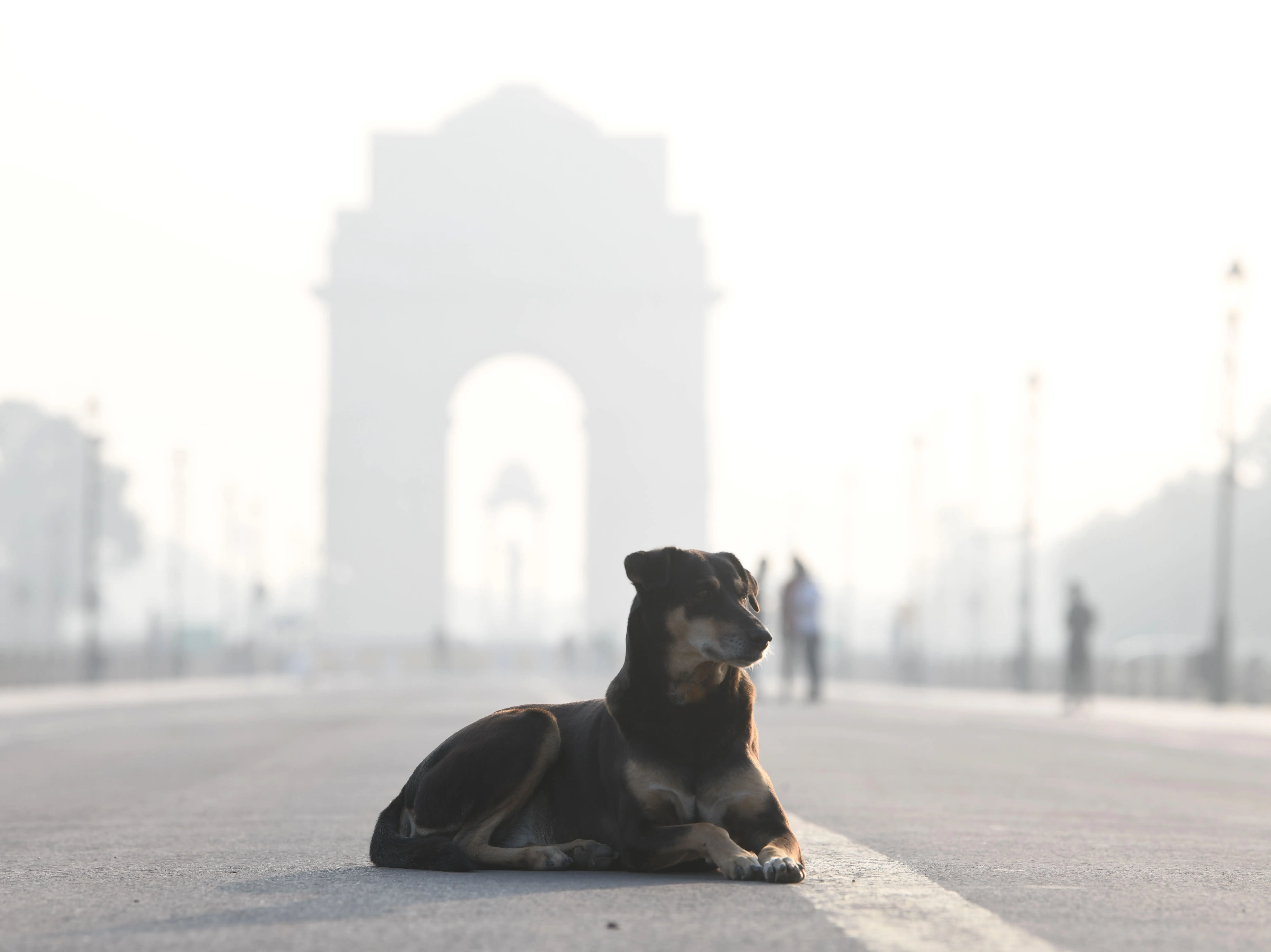 'If you invade their space, they will attack': Supreme Court weighs in on stray dog safety concerns, calls for more empathy in treatment 'If you invade their space, they will attack': Supreme Court weighs in on stray dog safety concerns, calls for more empathy in treatment