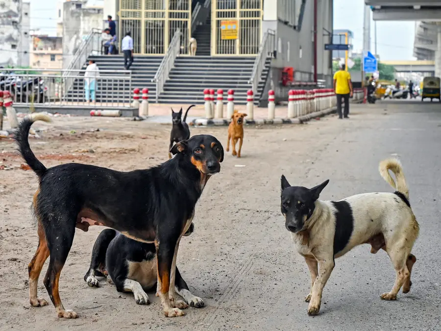Maharashtra bank employee dies by suicide amid rabies anxiety after stray dog bite