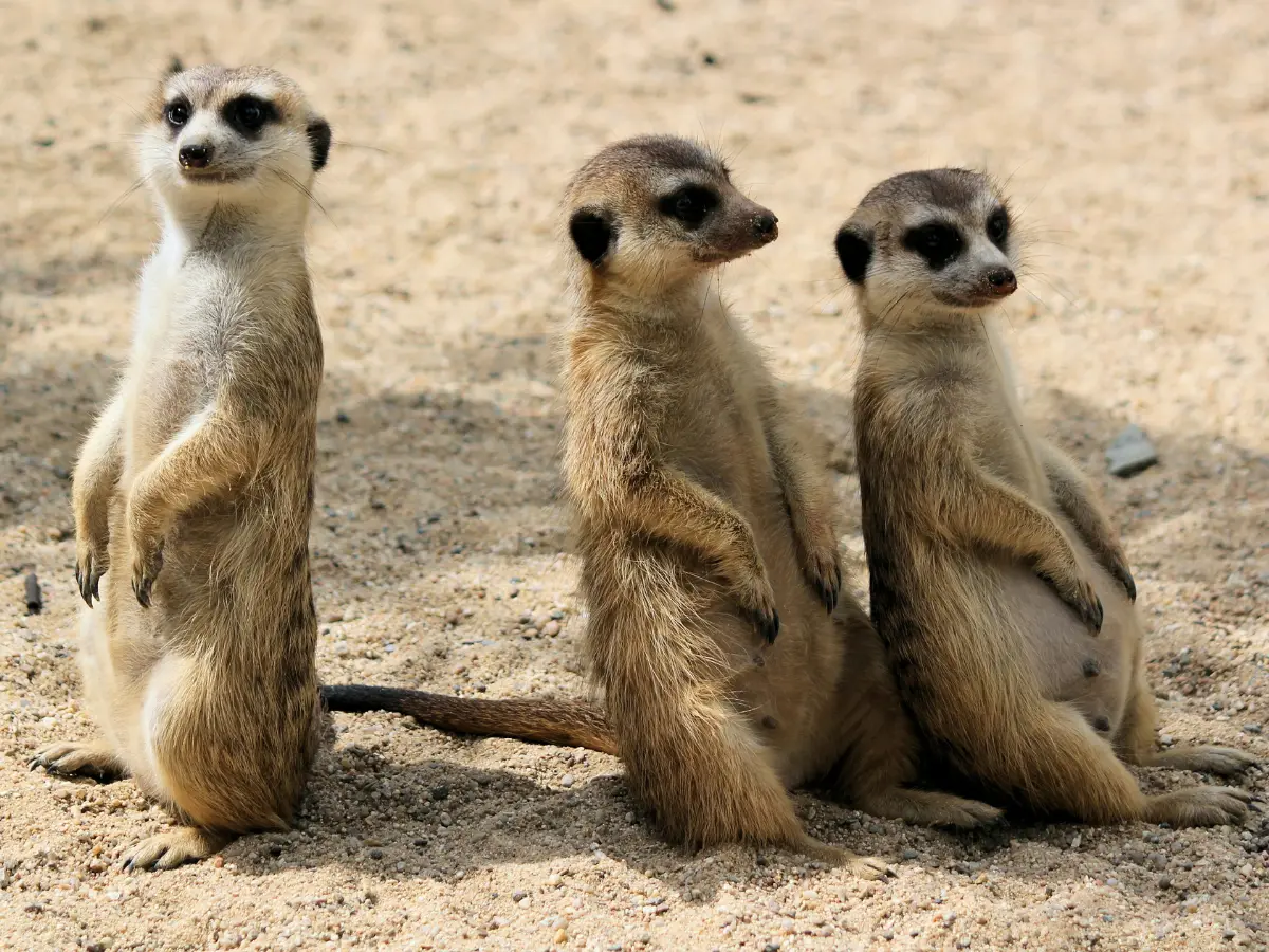 Online ad uncovers illegal wildlife ring: Secret Nules Zoo sheltered 150 exotic animals