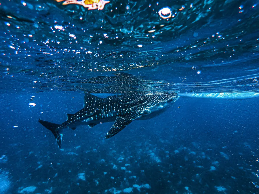 Humans have injured 80% of whale sharks in THIS popular tourist waters