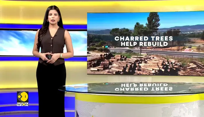 Charred trees from Eaton wildfire used to rebuild Altadena