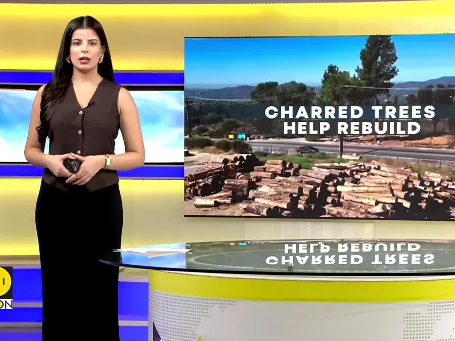 Charred trees from Eaton wildfire used to rebuild Altadena