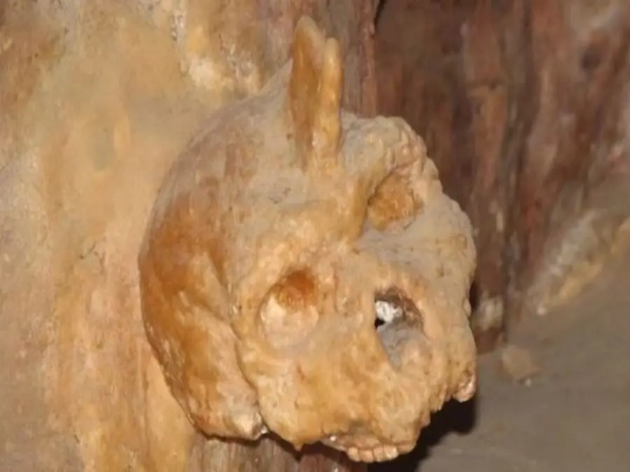 Sixty years after being discovered from a cave wall, 300,000-year-old skull is found to be a hominid