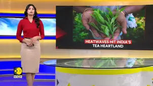 Heatwaves shrivel Assam’s tea harvests