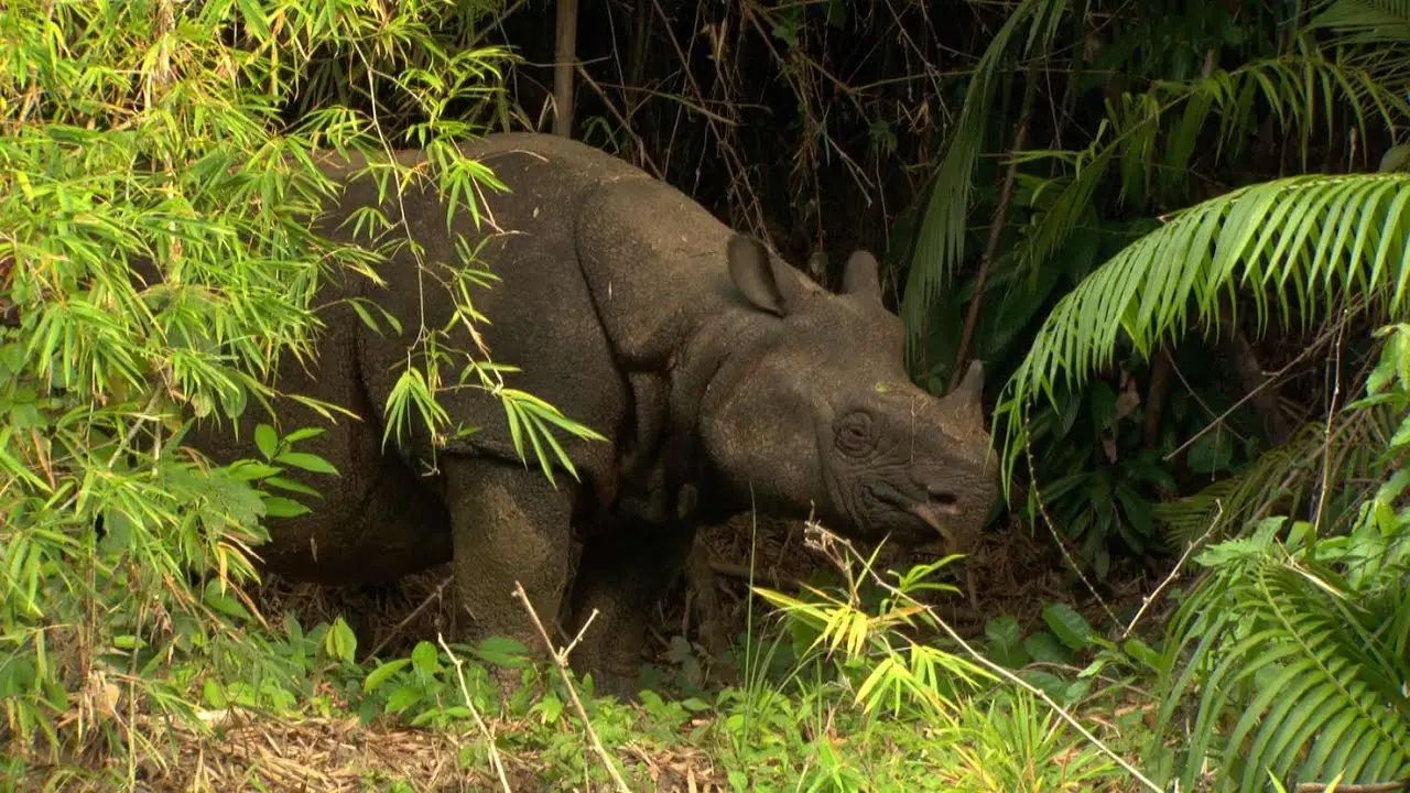 7. Ujung Kulon National Park, Indonesia