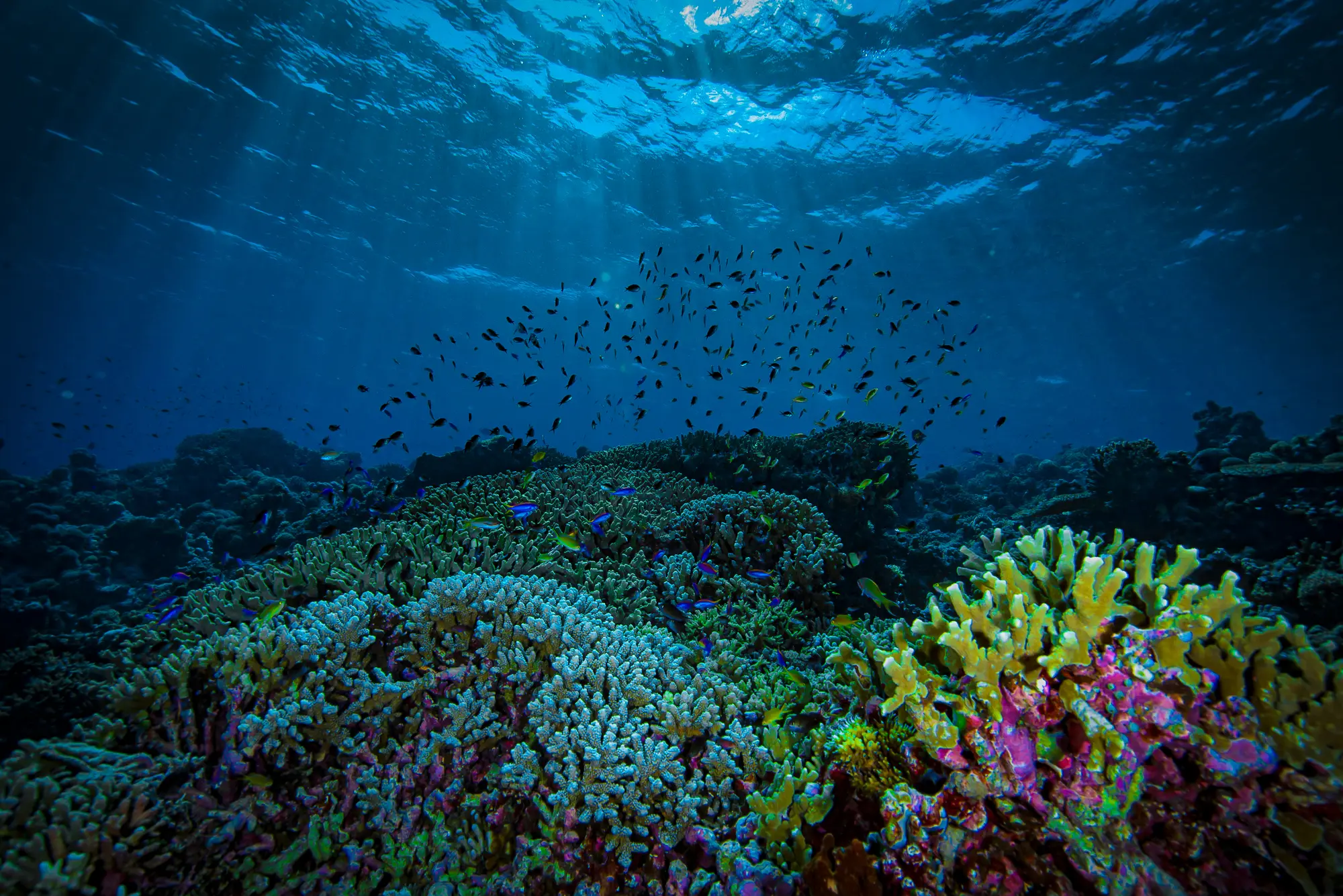 10. Tubbataha Reefs Natural Park, Philippines