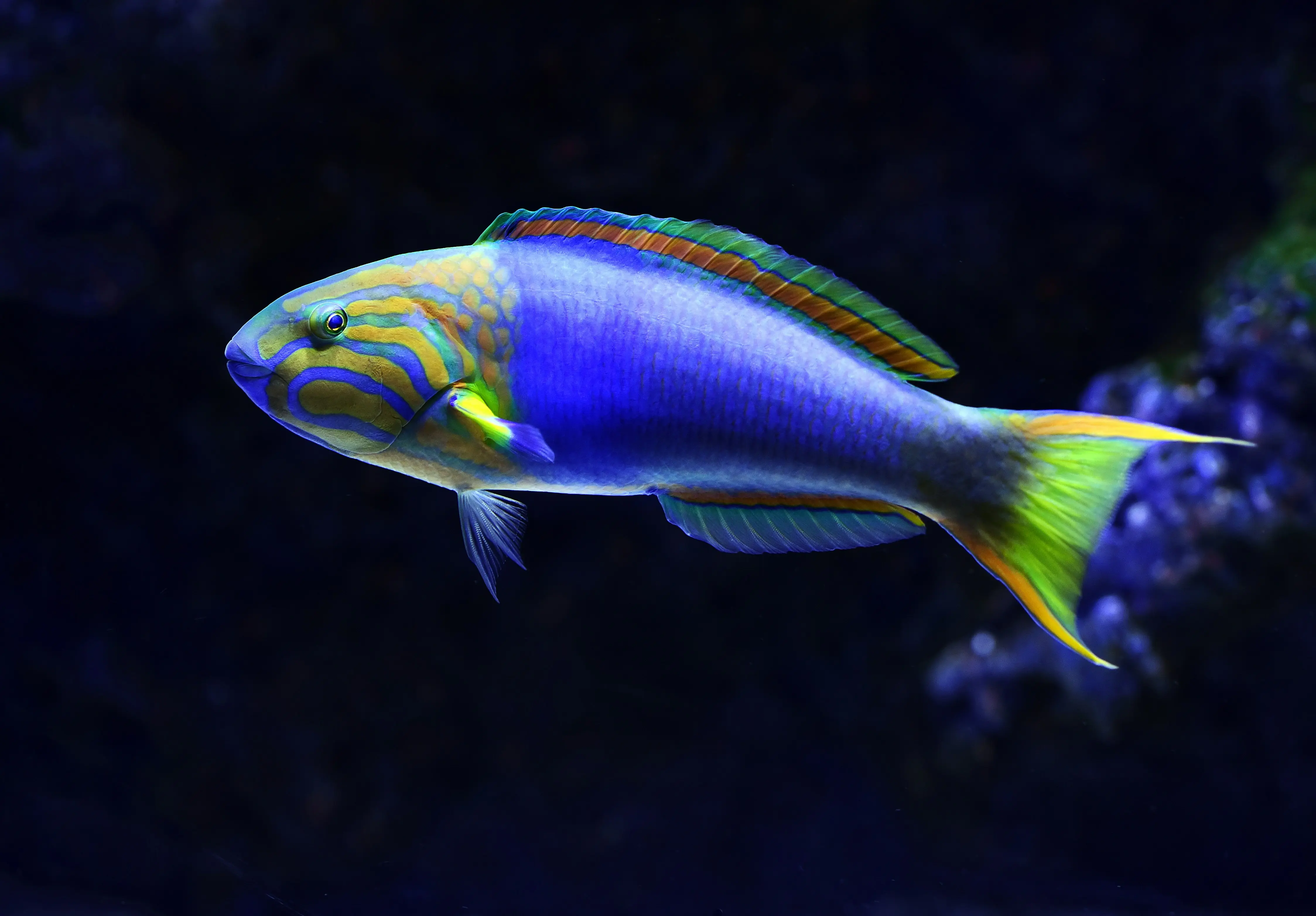 Wild wonders: Meet 5 rare animals whose names starting with 'W'