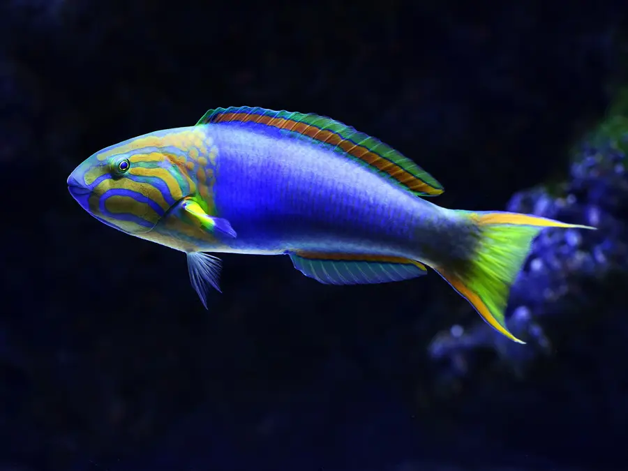 Wild wonders: Meet 5 rare animals whose names starting with 'W'