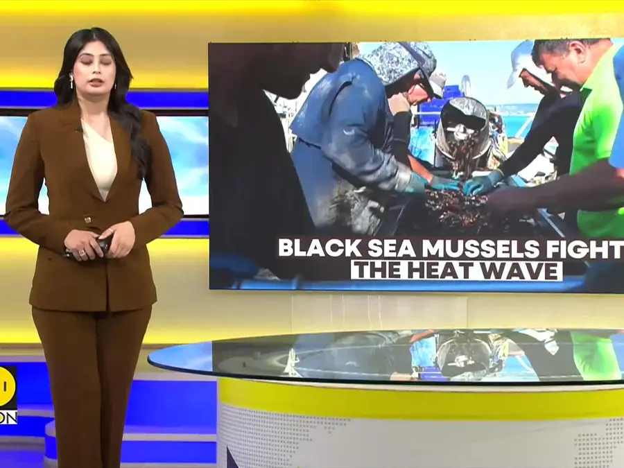 “They’re suffocating”: Mussels dying as Black Sea heats up