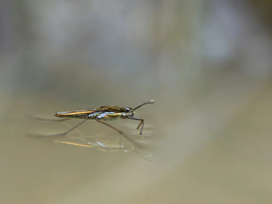 Did toxic shock from a mosquito bite kill a Greek heiress? Two hospitals blamed of serious lapses