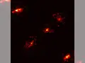 Einstein Cross, a cosmic wonder of space-time bending - What's hiding in this new discovery?