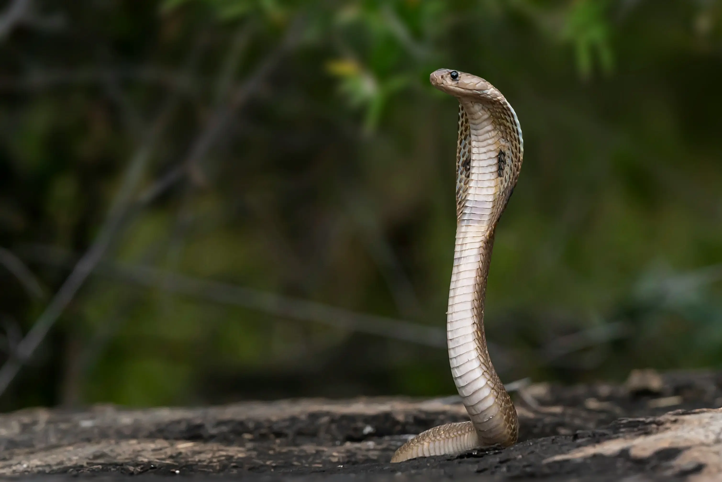 UP woman tortured for dowry: In-laws lock her in room, unleash poisonous snake on her