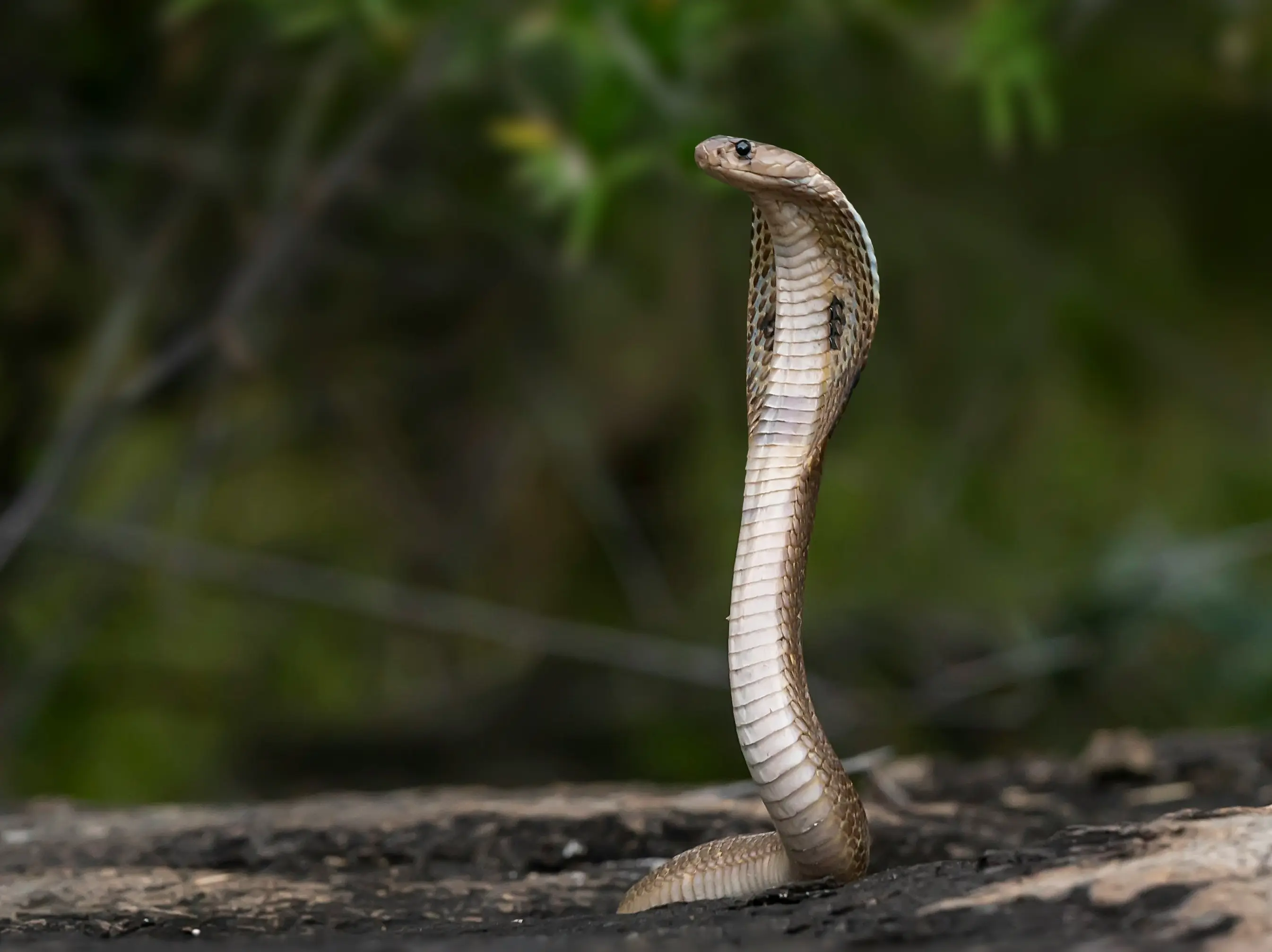 UP woman tortured for dowry: In-laws lock her in room, unleash poisonous snake on her UP woman tortured for dowry: In-laws lock her in room, unleash poisonous snake on her