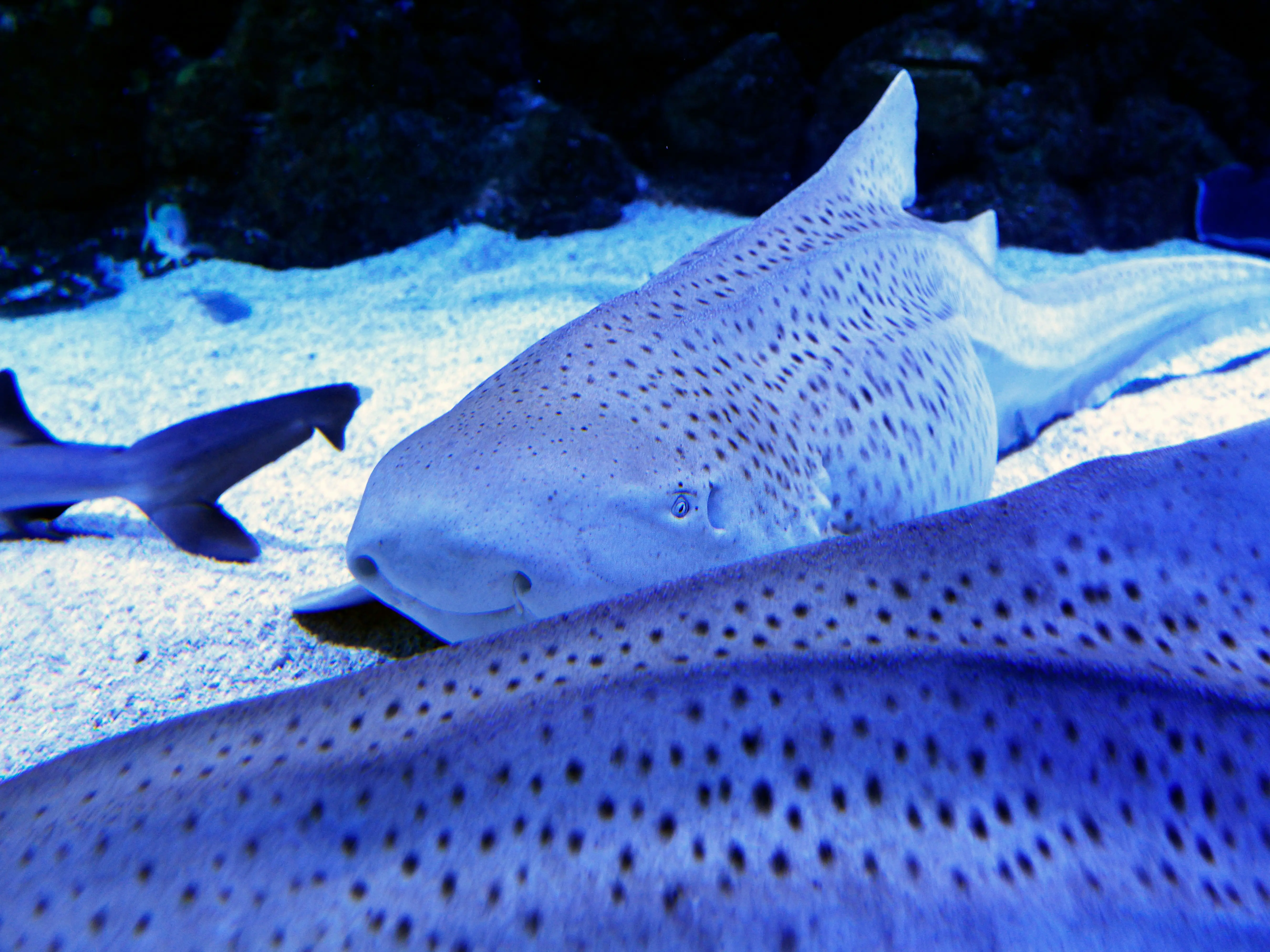 110-second deep sea threesome: Three leopard sharks caught mating on camera | Video 110-second deep sea threesome: Three leopard sharks caught mating on camera | Video