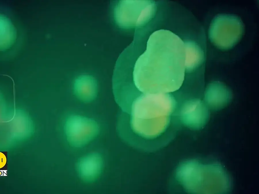 Experts Say Misuse Of Antibiotics To Blame For Spike