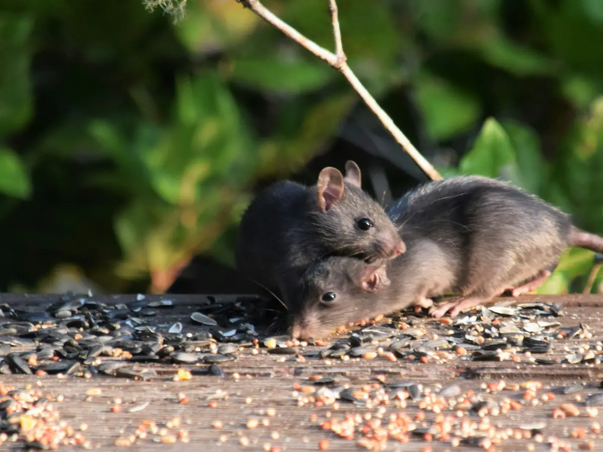NYC Rats Have Secret Ultrasonic Language, Study Finds