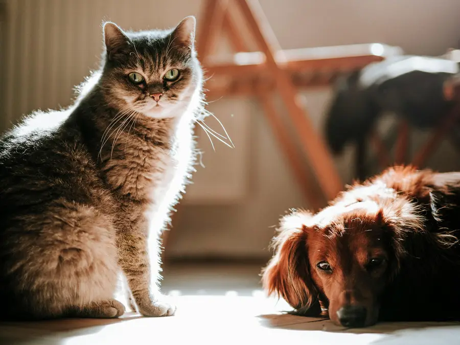 Wines to treat anxiety and stress in your pet dogs and cats are a reality now. Are you 'hicc'up for it?