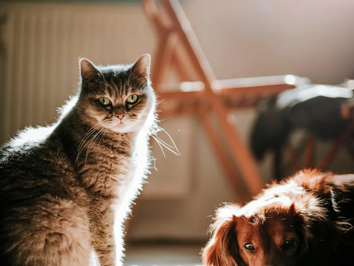 Pet-Friendly Wines Launched in New Zealand to Soothe Pets