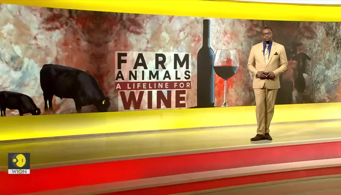 How Cattle, Sheep, and Ducks Can Improve the Quality of Wine 