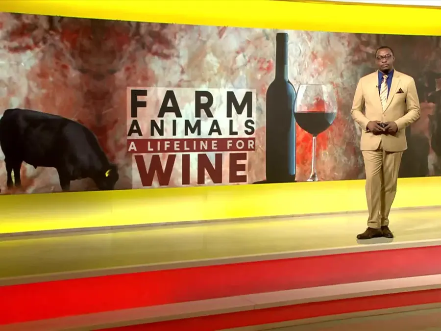 How Cattle, Sheep, and Ducks Can Improve the Quality of Wine 