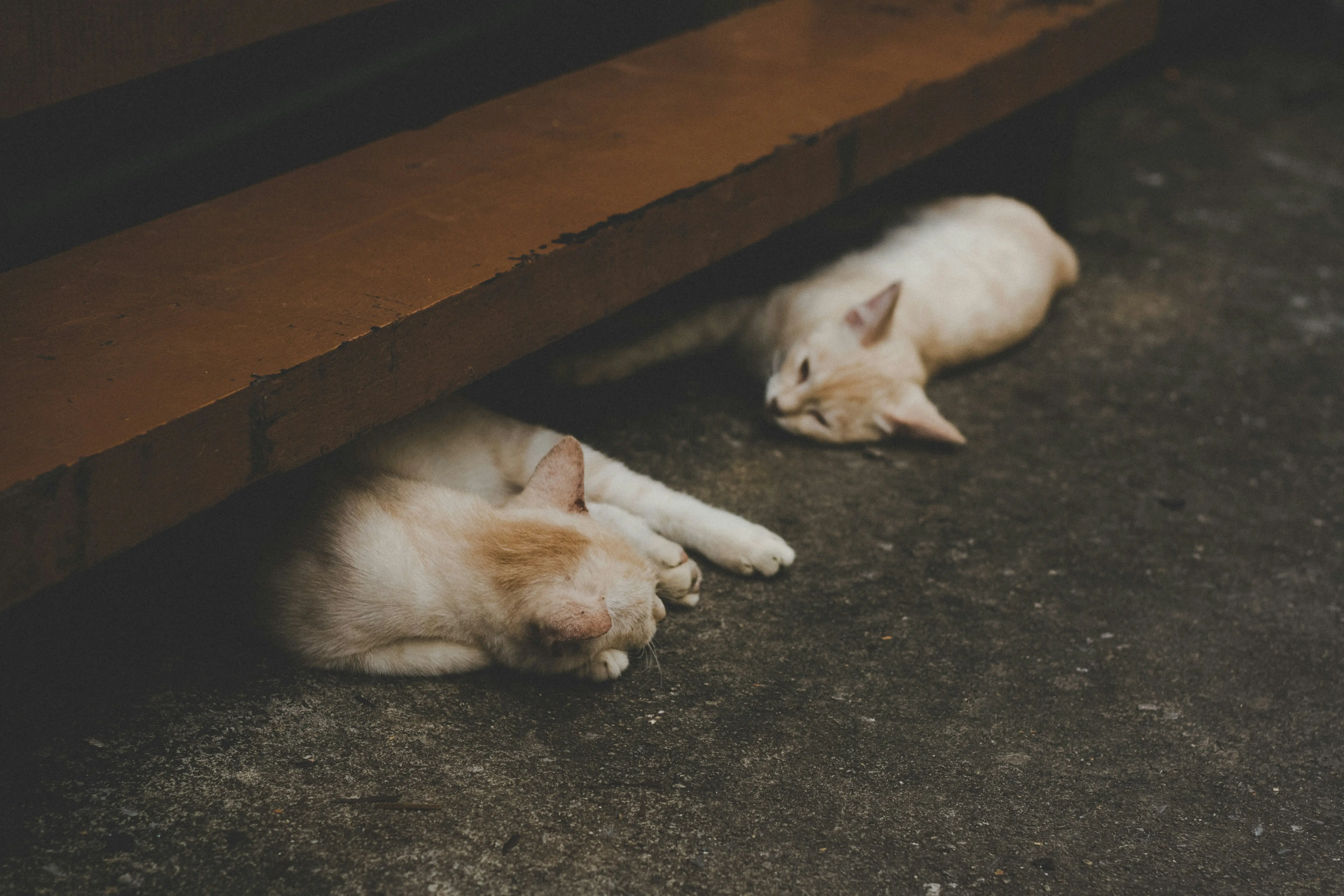 Teacher feeds sick kitten to snake in classroom as horrified students watch