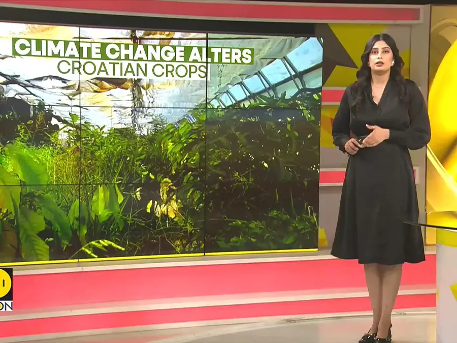  Croatia warms to tropical farming as climate change reshapes agriculture