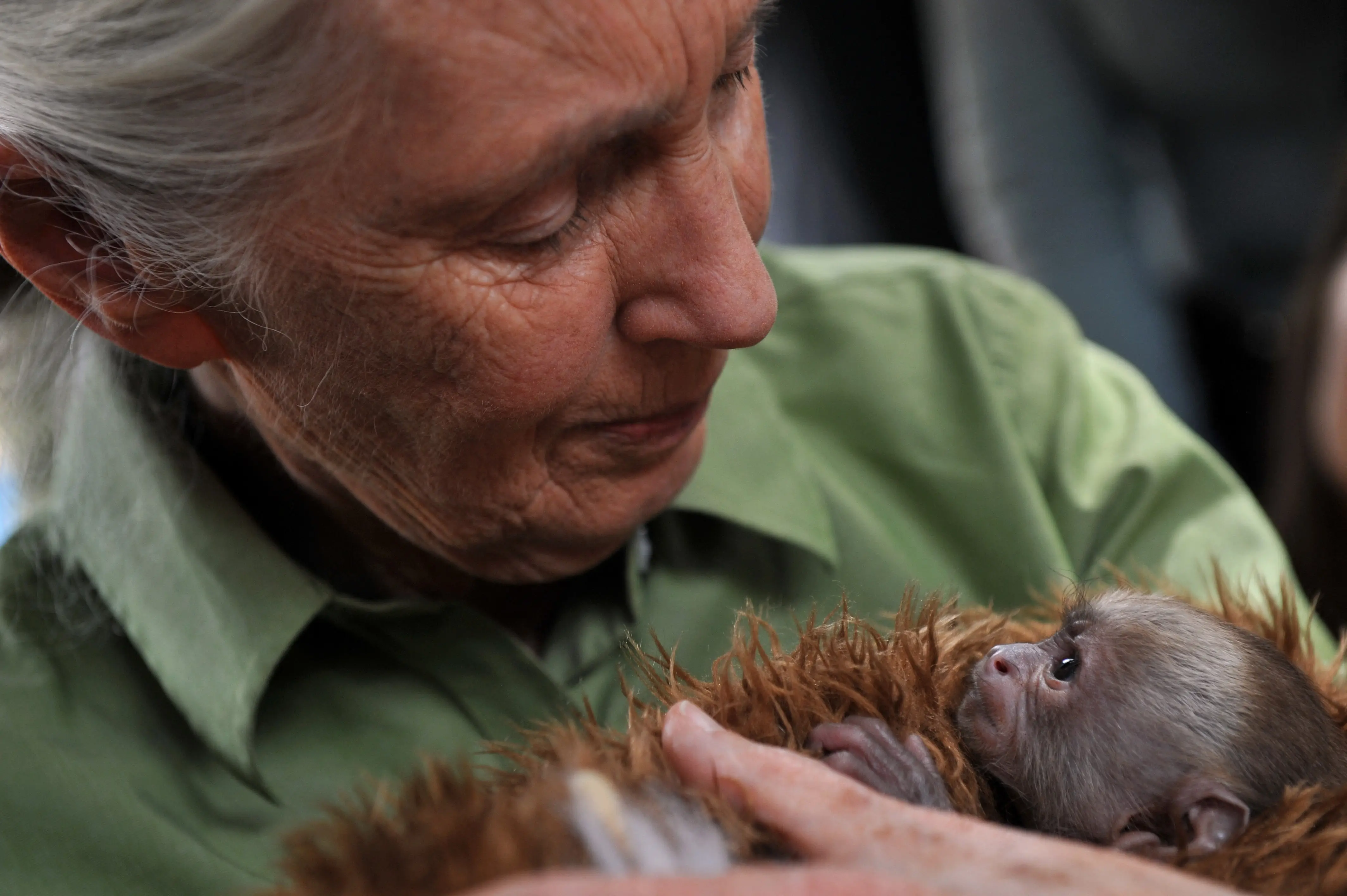 'Messenger of Peace': Jane Goodall, trailblazing primatologist, and conservationist, dies at 91