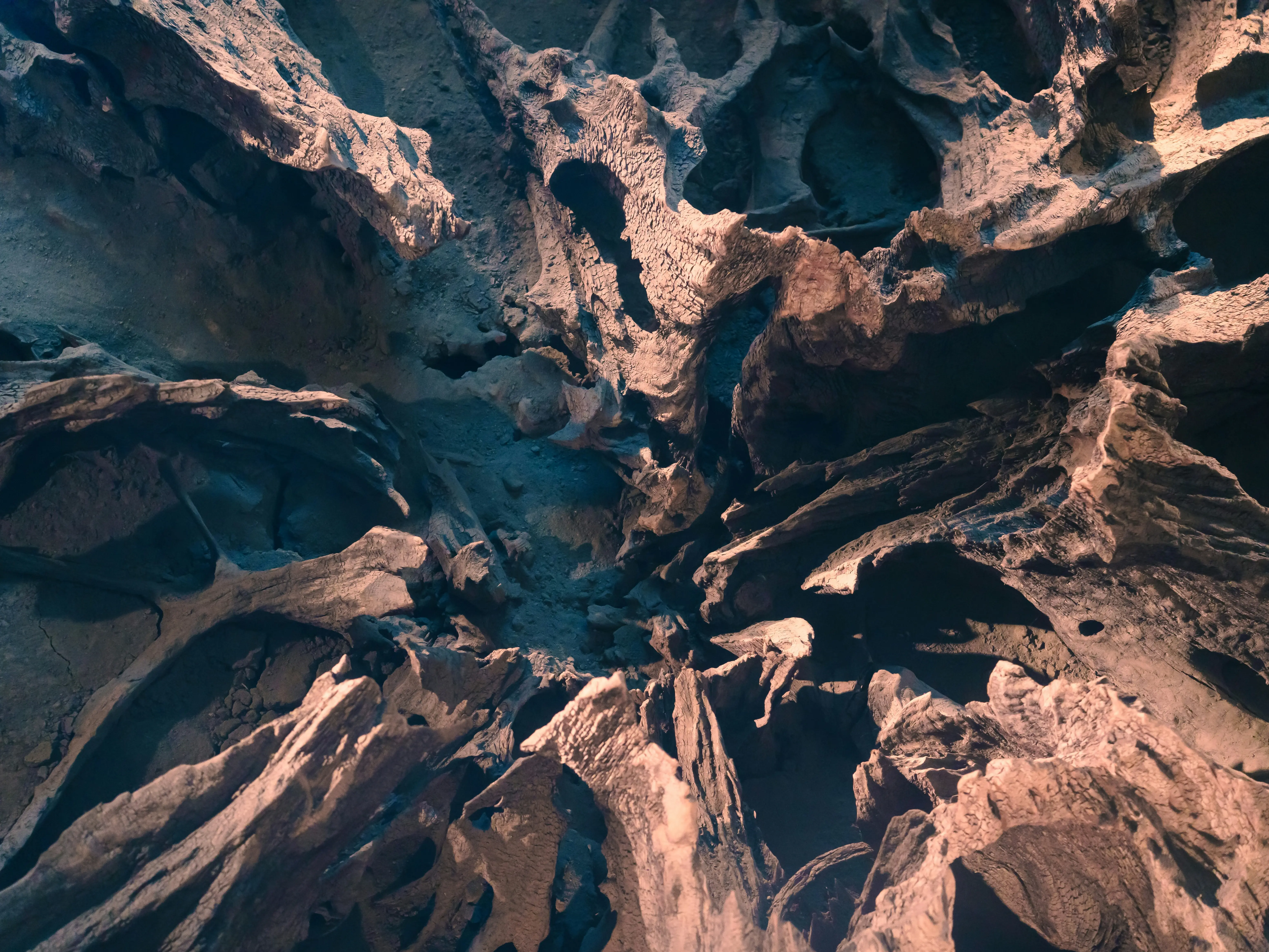 385-million-year-old tree roots stretching 36 feet in New York reveal how life on Earth evolved 385-million-year-old tree roots stretching 36 feet in New York reveal how life on Earth evolved