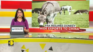 China's demand for Donkey skins driving the underground trade
