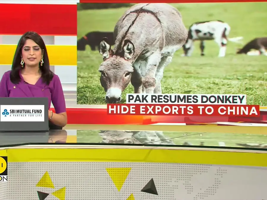 China's demand for Donkey skins driving the underground trade