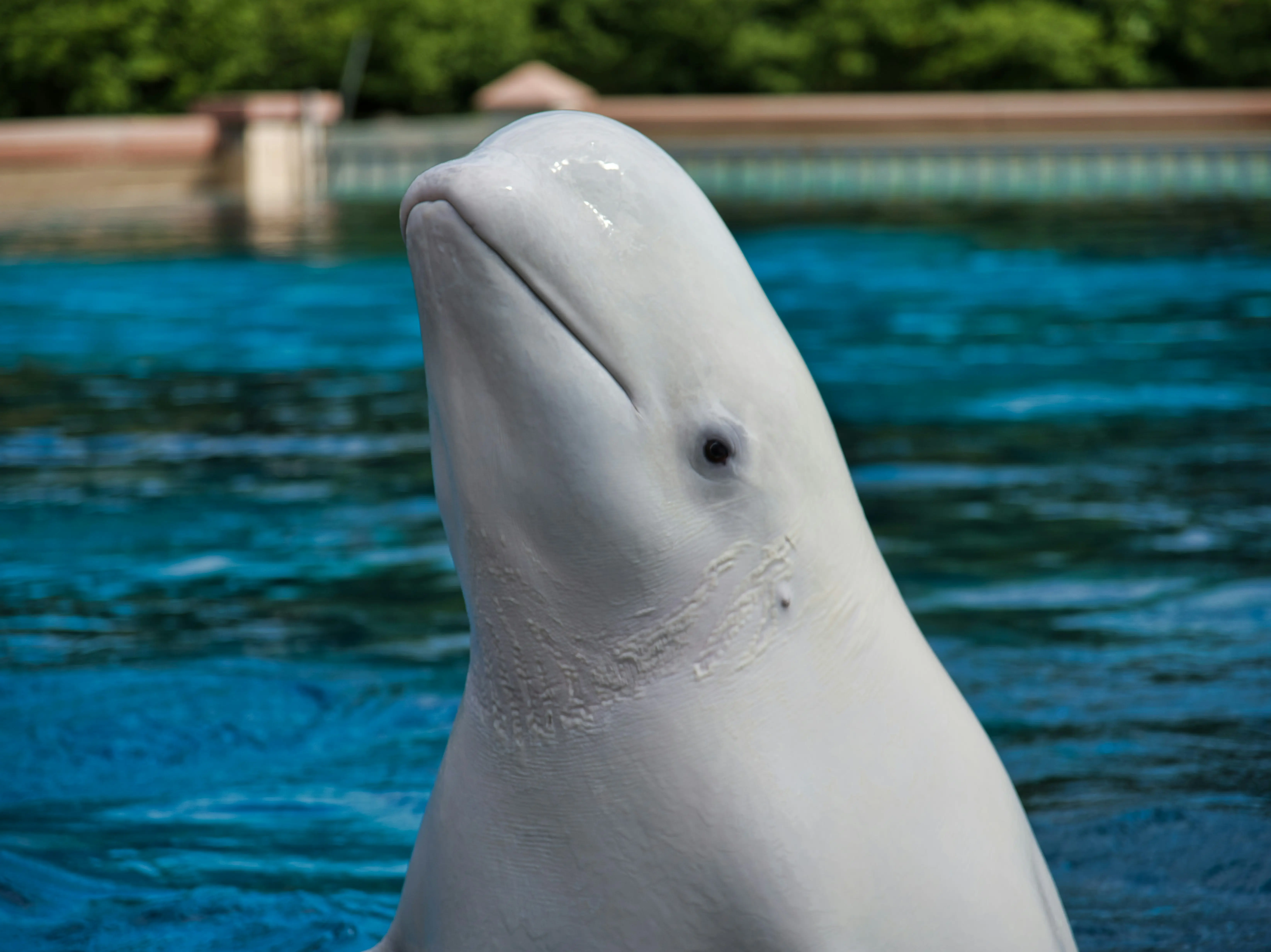Canadian park says, either send 30 beluga whales to China, or we kill them. Here's why Canadian park says, either send 30 beluga whales to China, or we kill them. Here's why