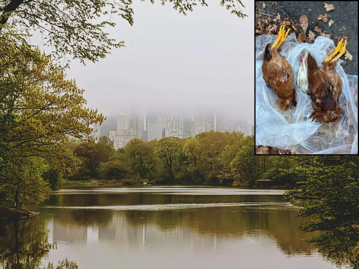 'Ritualistic killings' cause panic in upstate New York area - 'Blood-drained...'