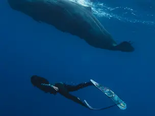 How sperm whales ram without breaking their skulls? A ploy for female attention
