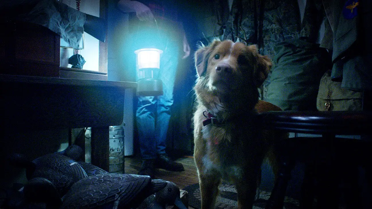 Paw-fect Oscar nominee! Indy the Dog from Good Boy demands Academy recognition