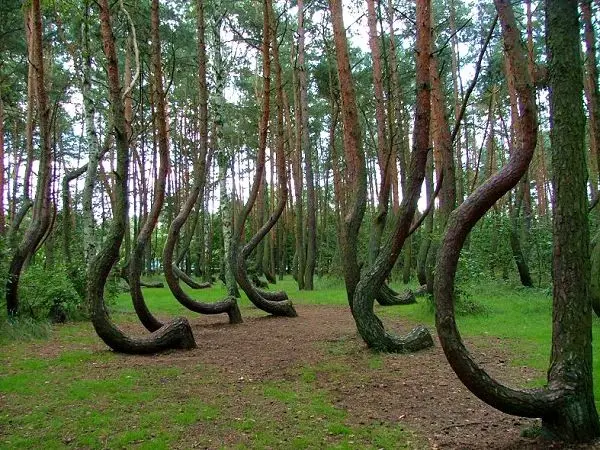 6. Hoia Baciu Forest, Romania