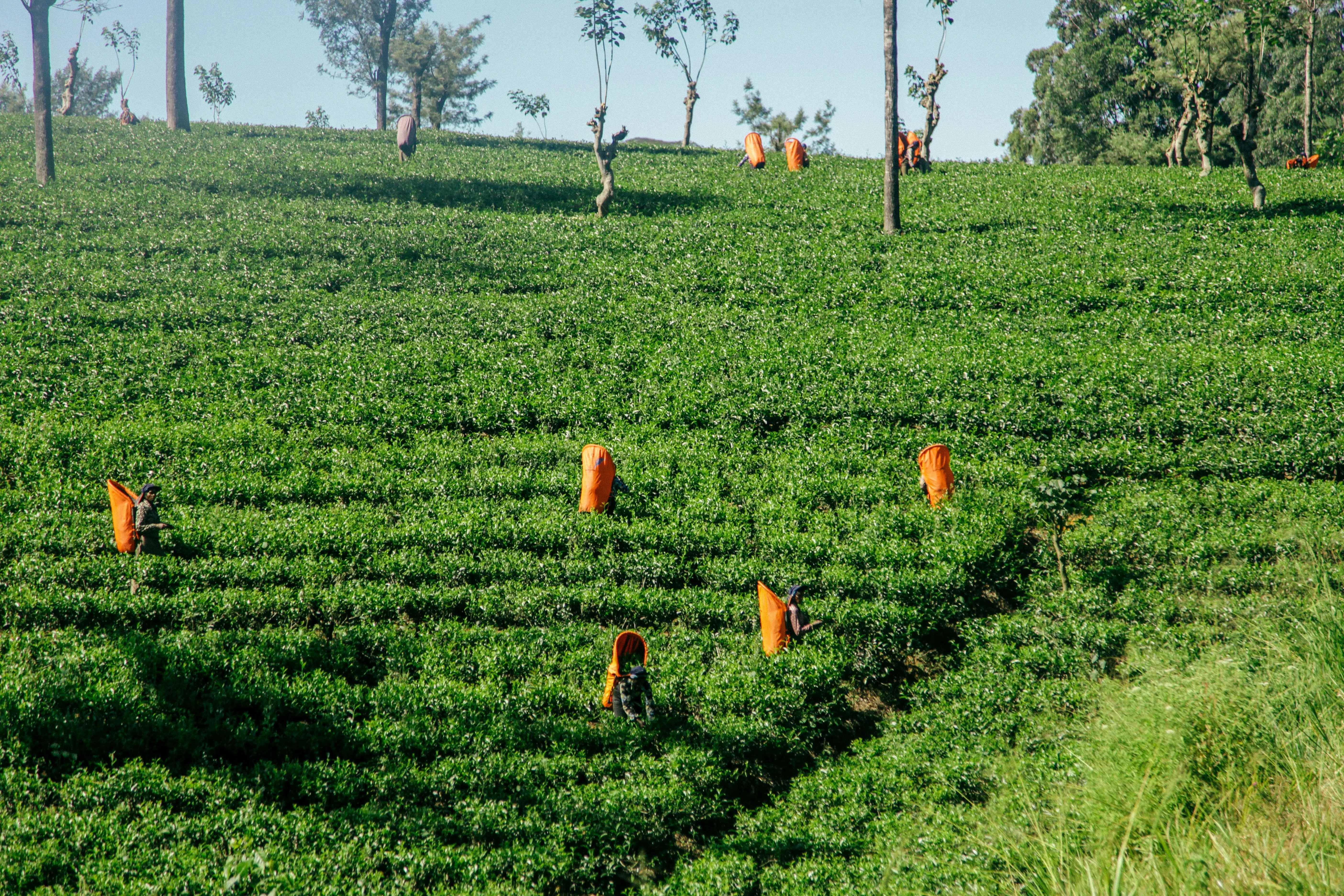 6. Karnataka