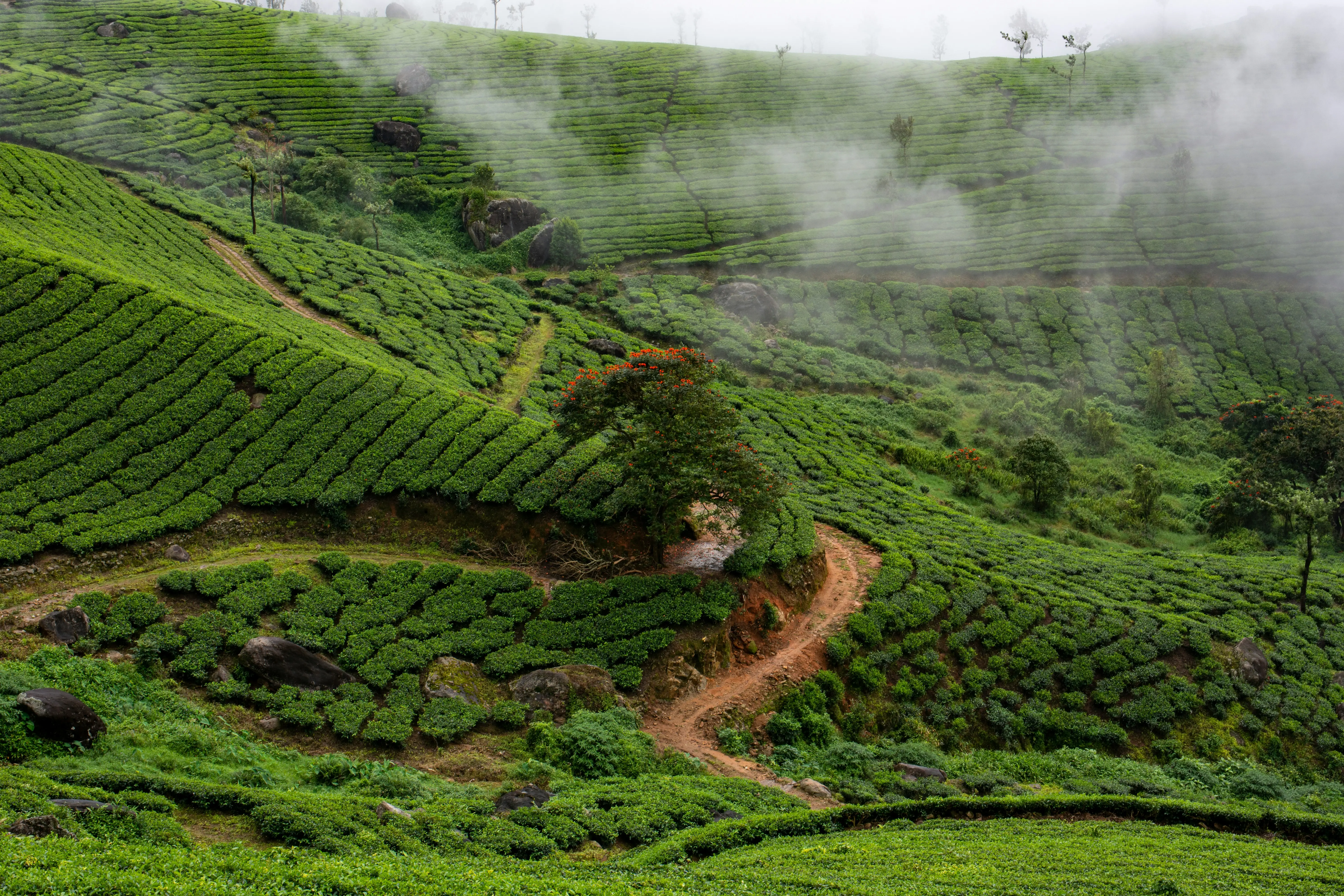 5. Tripura