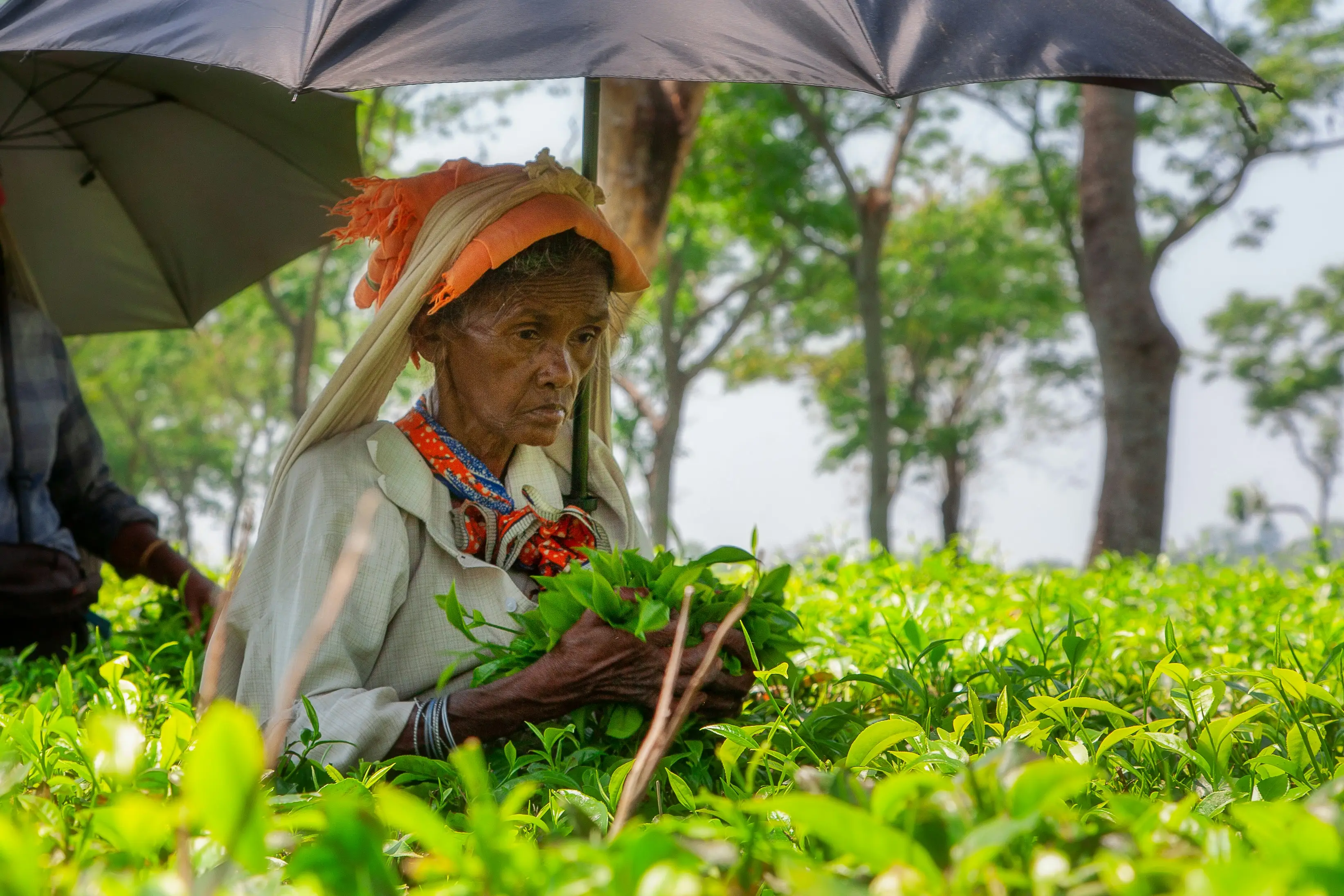 From Darjeeling to Nilgiris: The top 7 largest tea-producing states in India