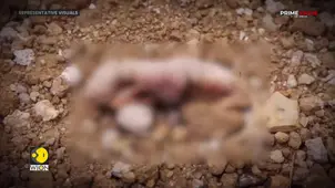 Spain: A hidden breeding ground is found, but the site is a graveyard 