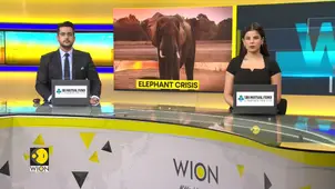 India's Elephant Population Drops 25% |DNA Testing Shows India Lost 7,500 Elephants Since 2017