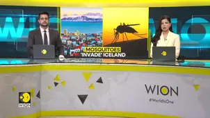 Scientists Stunned: Mosquitoes Found In Iceland For The First Time 