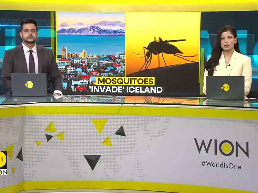 Scientists Stunned: Mosquitoes Found In Iceland For The First Time 